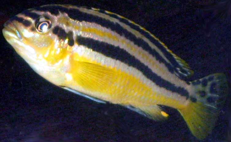   -  (Melanochromis auratus, -).